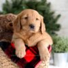 Image of Frost, a Golden Retriever puppy