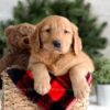 Image of Frost, a Golden Retriever puppy