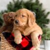 Image of Frost, a Golden Retriever puppy