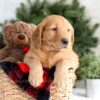 Image of Frost, a Golden Retriever puppy