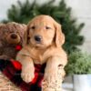 Image of Frost, a Golden Retriever puppy