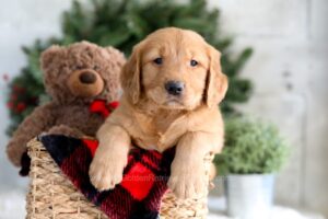 Image of Frost, a Golden Retriever puppy