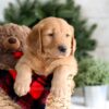 Image of Frost, a Golden Retriever puppy