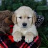 Image of Frosty, a Golden Retriever puppy