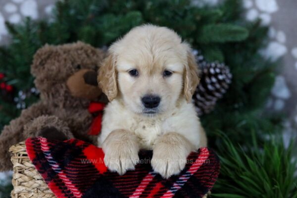 Image of Frosty, a Golden Retriever puppy