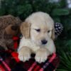 Image of Frosty, a Golden Retriever puppy