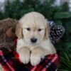 Image of Frosty, a Golden Retriever puppy