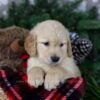 Image of Frosty, a Golden Retriever puppy