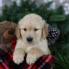 Image of Frosty, a Golden Retriever puppy