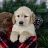 Image of Frosty, a Golden Retriever puppy