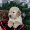 Image of Frosty, a Golden Retriever puppy