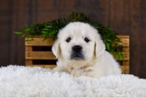 Image of Garfield, a Golden Retriever puppy