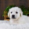 Image of Garrett, a Golden Retriever puppy