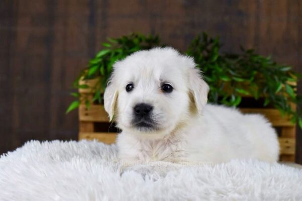 Image of Garrett, a Golden Retriever puppy