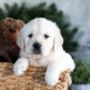 Image of Garth, a Golden Retriever puppy