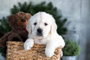 Image of Garth, a Golden Retriever puppy