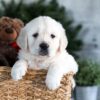 Image of Garth, a Golden Retriever puppy