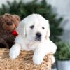 Image of Garth, a Golden Retriever puppy