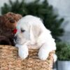 Image of Garth, a Golden Retriever puppy