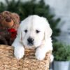 Image of Garth, a Golden Retriever puppy