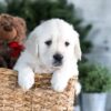 Image of Garth, a Golden Retriever puppy