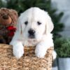 Image of Garth, a Golden Retriever puppy