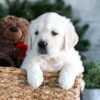 Image of Garth, a Golden Retriever puppy