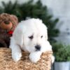 Image of Garth, a Golden Retriever puppy