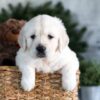 Image of Garth, a Golden Retriever puppy