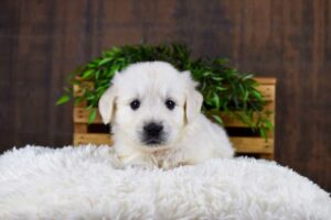 Image of Gemeni, a Golden Retriever puppy