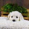 Image of Gemeni, a Golden Retriever puppy