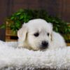 Image of Gemeni, a Golden Retriever puppy