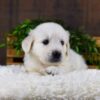 Image of Gemeni, a Golden Retriever puppy