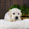 Image of Genesis, a Golden Retriever puppy