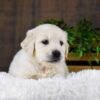 Image of Genesis, a Golden Retriever puppy