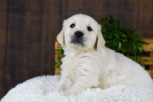 Image of Genesis, a Golden Retriever puppy