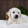 Image of Genesis, a Golden Retriever puppy