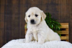 Image of Georgia, a Golden Retriever puppy