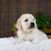 Image of Georgia, a Golden Retriever puppy