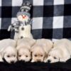 Image of Creams Ready Jan 6th, a Golden Retriever puppy