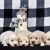 Image of Creams Ready Jan 6th, a Golden Retriever puppy