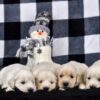 Image of Creams Ready Jan 6th, a Golden Retriever puppy