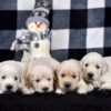 Image of Creams Ready Jan 6th, a Golden Retriever puppy