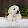 Image of Goliath, a Golden Retriever puppy