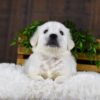 Image of Goliath, a Golden Retriever puppy