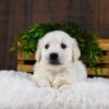 Image of Goliath, a Golden Retriever puppy