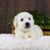 Image of Goliath, a Golden Retriever puppy