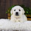 Image of Goliath, a Golden Retriever puppy