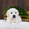 Image of Goliath, a Golden Retriever puppy