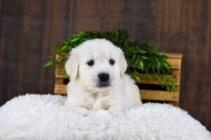 Image of Goliath, a Golden Retriever puppy